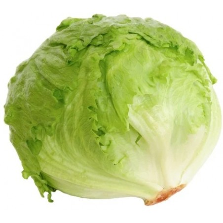 Ledový salát - Zelenina Semice
