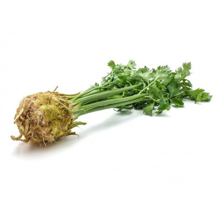 Celer s natí - zelenina Semice