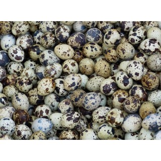 Křepelčí vajíčka 24ks