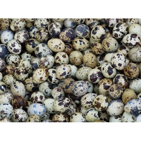 Křepelčí vajíčka 24ks