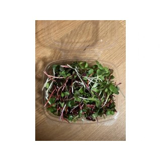 Microgreens ředkvičky a diakon