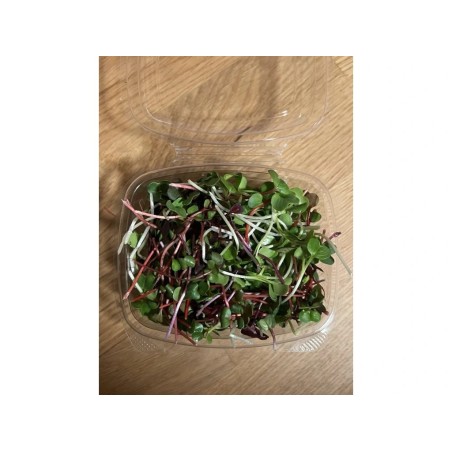 Microgreens ředkvičky a diakon